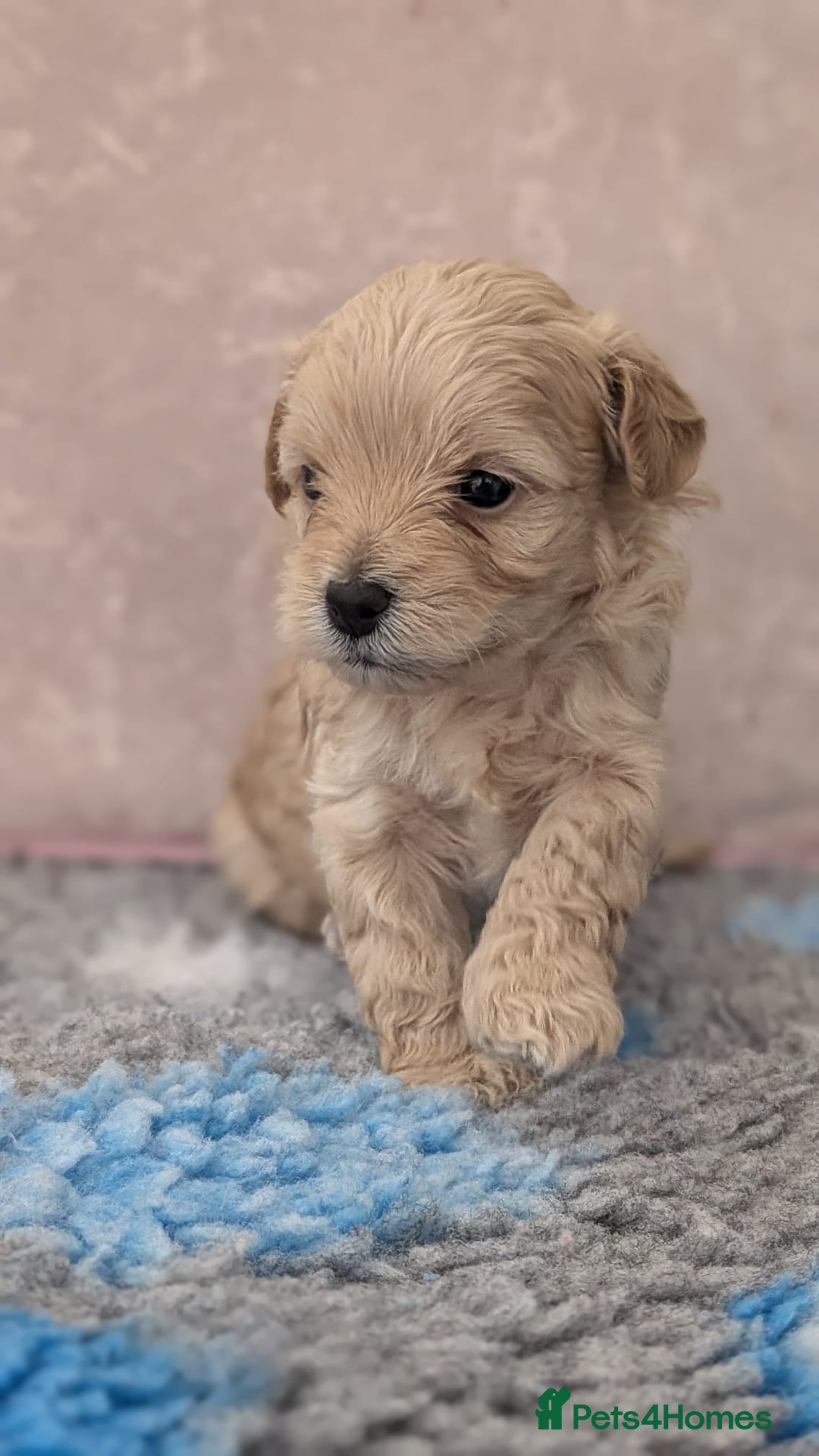 Maltipoo dogs for sale: Petite Maltipoos fully genetic health tested  - Image 9