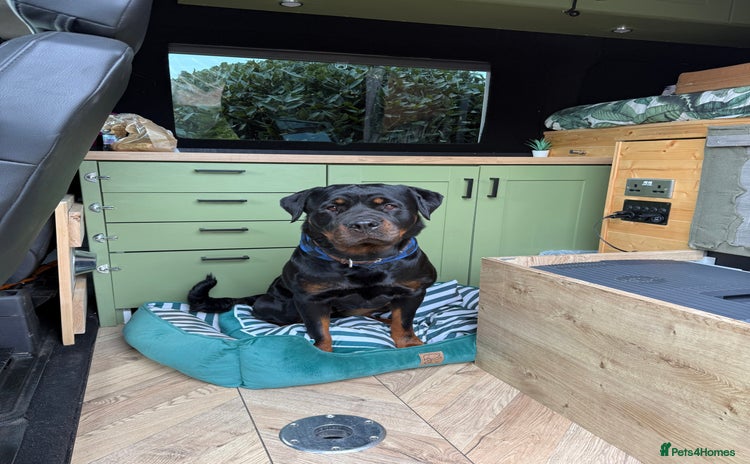 Rottweiler dogs - Advert 1