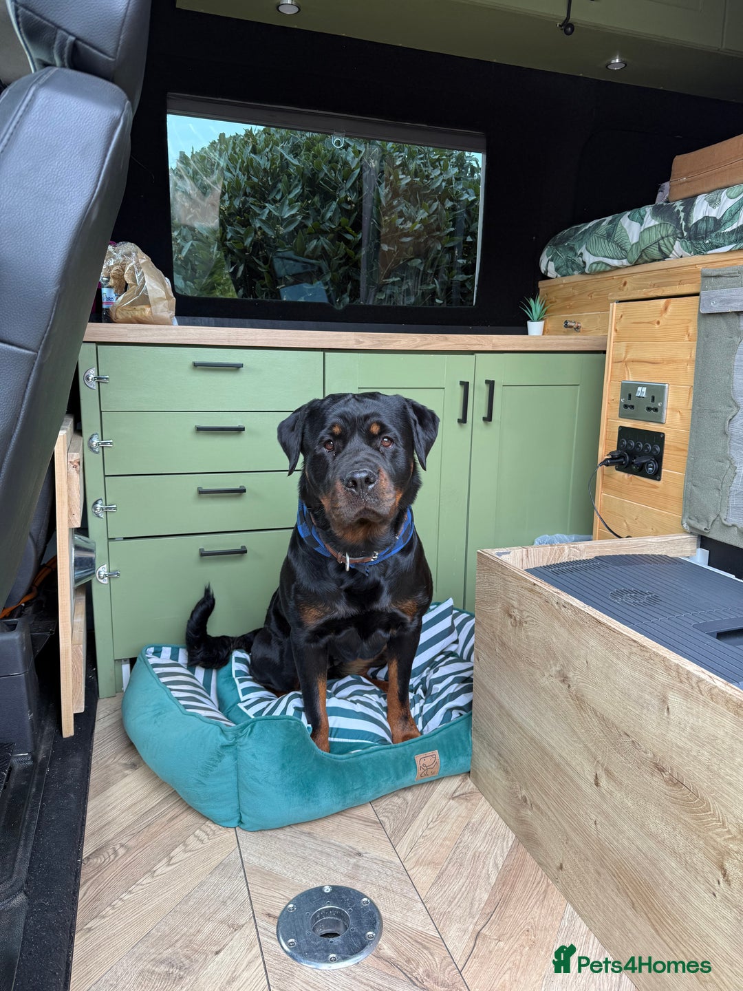 Rottweiler dogs for sale: Female Rottweiler  - Image 1