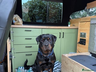 Rottweiler dogs - Advert 11