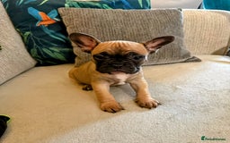 French Bulldog dogs for sale: French bulldog puppies  - Image 13