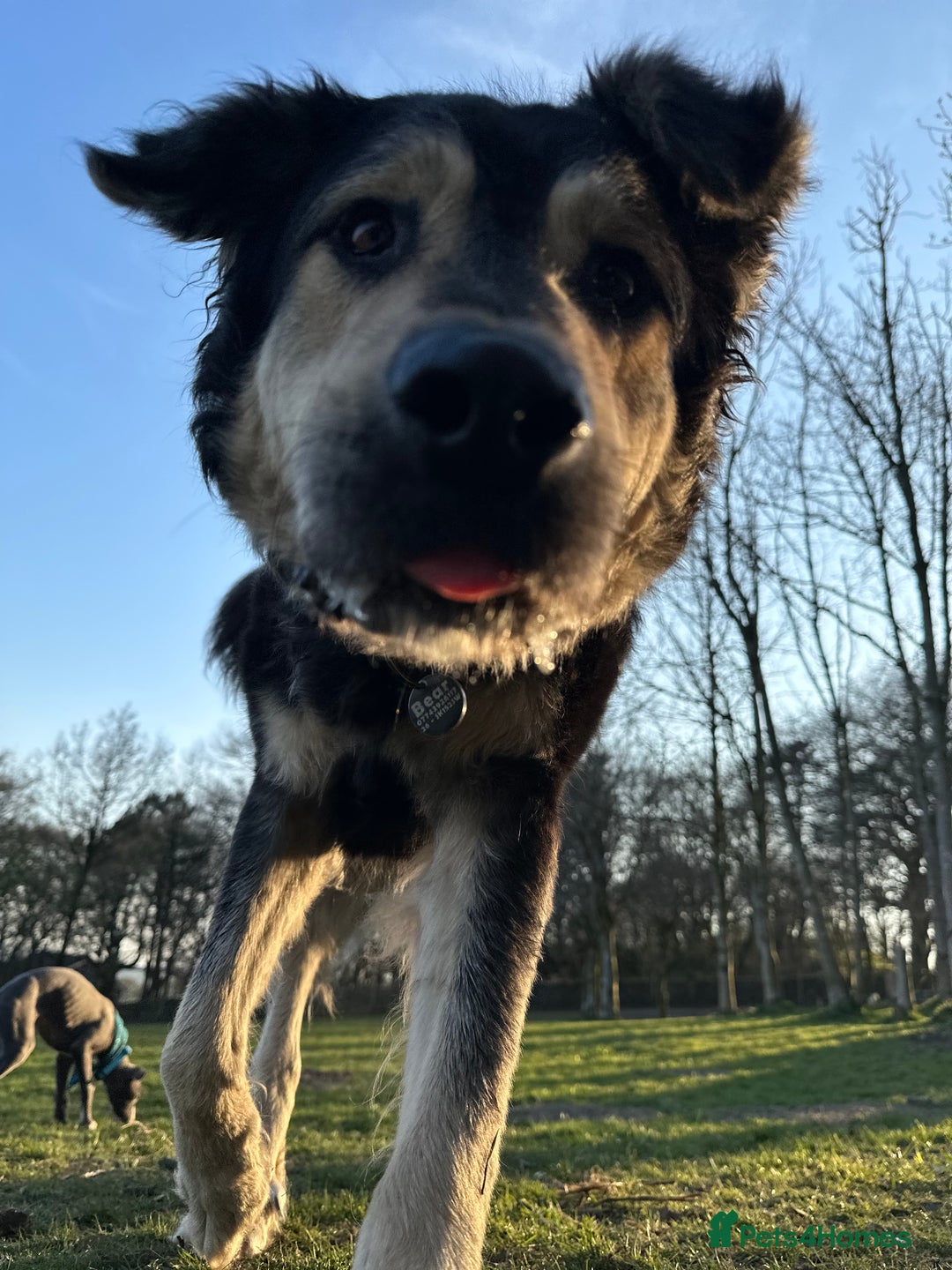 Mixed Breed dogs for sale: Care Bear  - Image 2