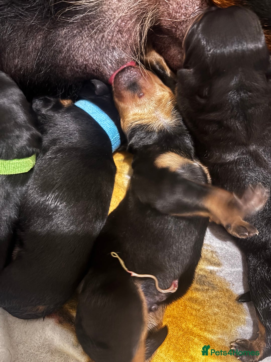 Rottweiler dogs for sale: Rottweiler  - Advert 8