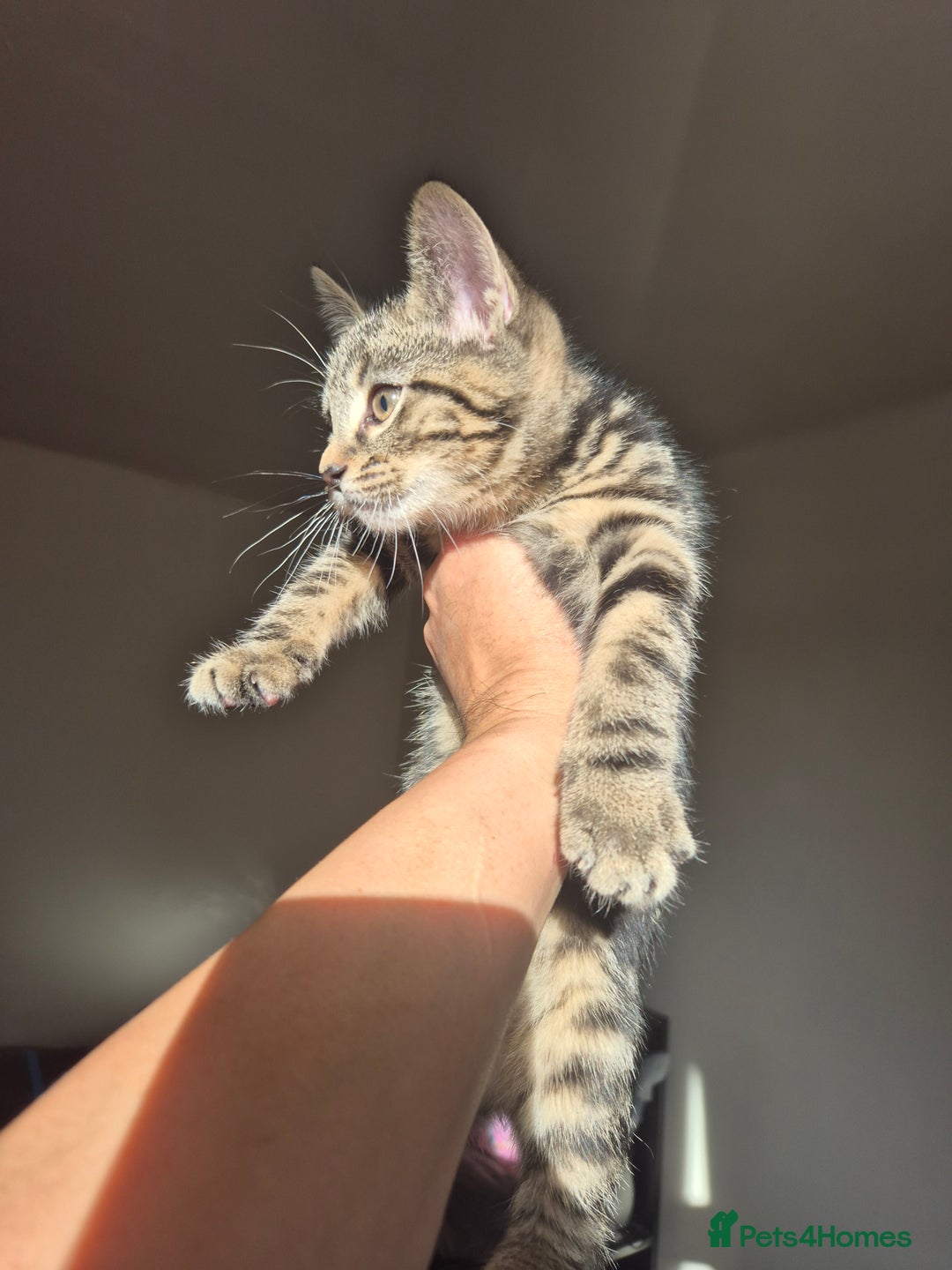 Mixed Breed cats for sale: 5 lovely affectionate kitten looking for home - Advert 15