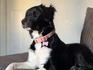 Border Collie dogs Female border collie £200 - Advert 1