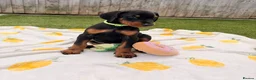 Dobermann dogs for sale: READY TO COLLET NOW | RKC DOBERMAN | CHAMPION LINE - Advert 35