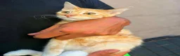 Mixed Breed cats for adoption: Mufa for adoption - Advert 2
