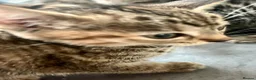 Bengal cats for sale: Soft Bengal X Kittens With Gold Glitter Gene - Advert 5