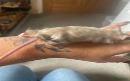 Mouse rodents for sale: 4 MALES LEFT* fancy mice  - Image 3