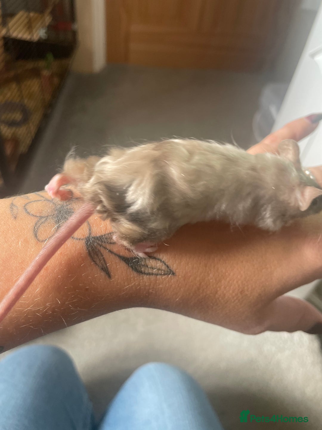 Mouse rodents for sale: 4 MALES LEFT* fancy mice  - Image 3