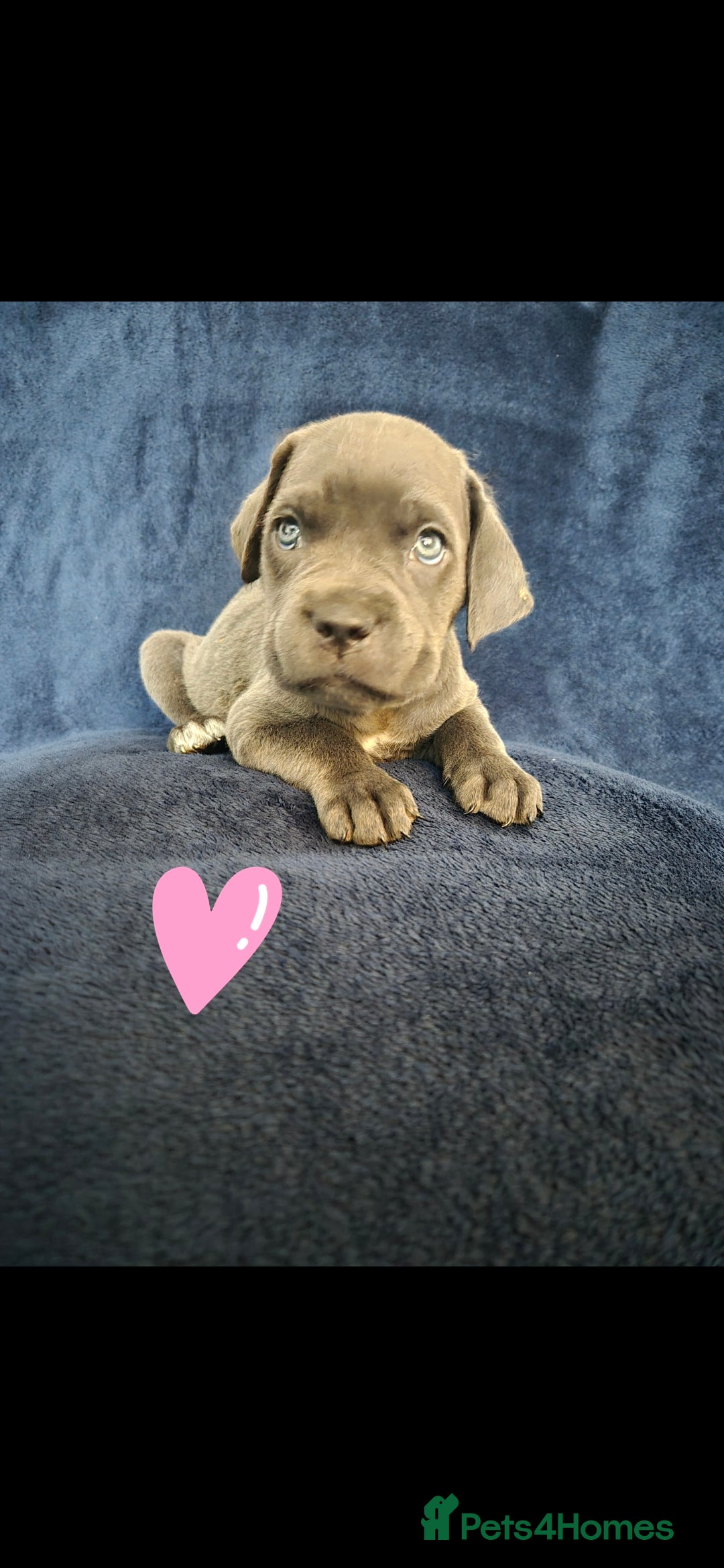 Cane Corso dogs for sale: Beautiful Blue Cane Corso Puppies - Image 26