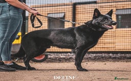 German Shepherd dogs for sale: Kc German Shepherd Puppies - Image 4