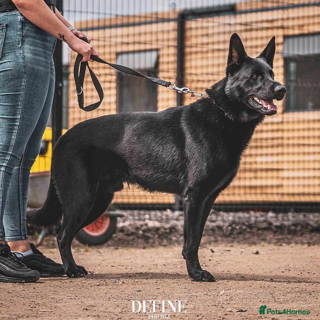 German Shepherd dogs for sale: Kc German Shepherd Puppies - Image 4