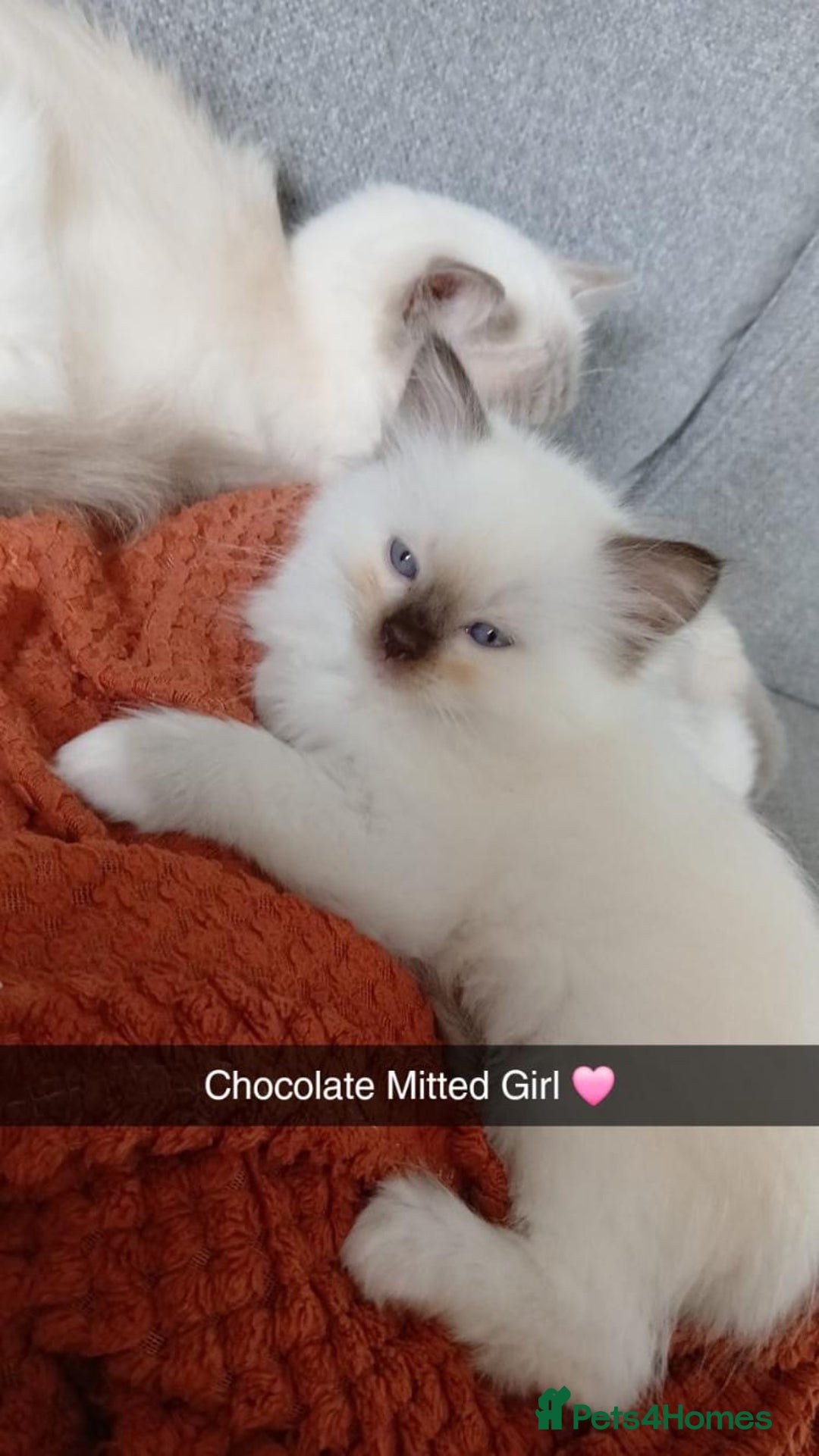 Ragdoll cats for stud: Active gccf stud chocolate carrier seal point  in Grantham - Image 13