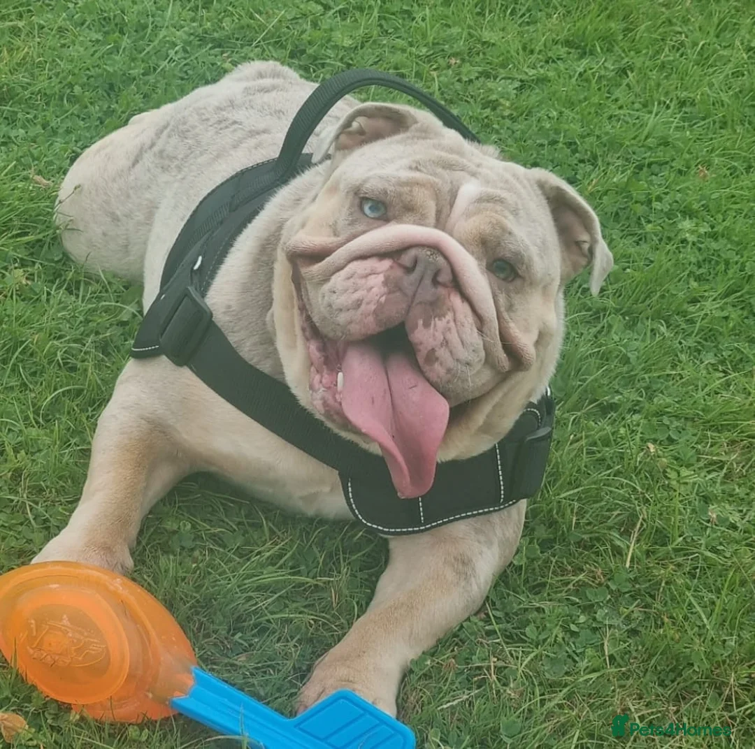 English Bulldog dogs for sale: English Bulldog (Merle) KC Registered - Advert 2