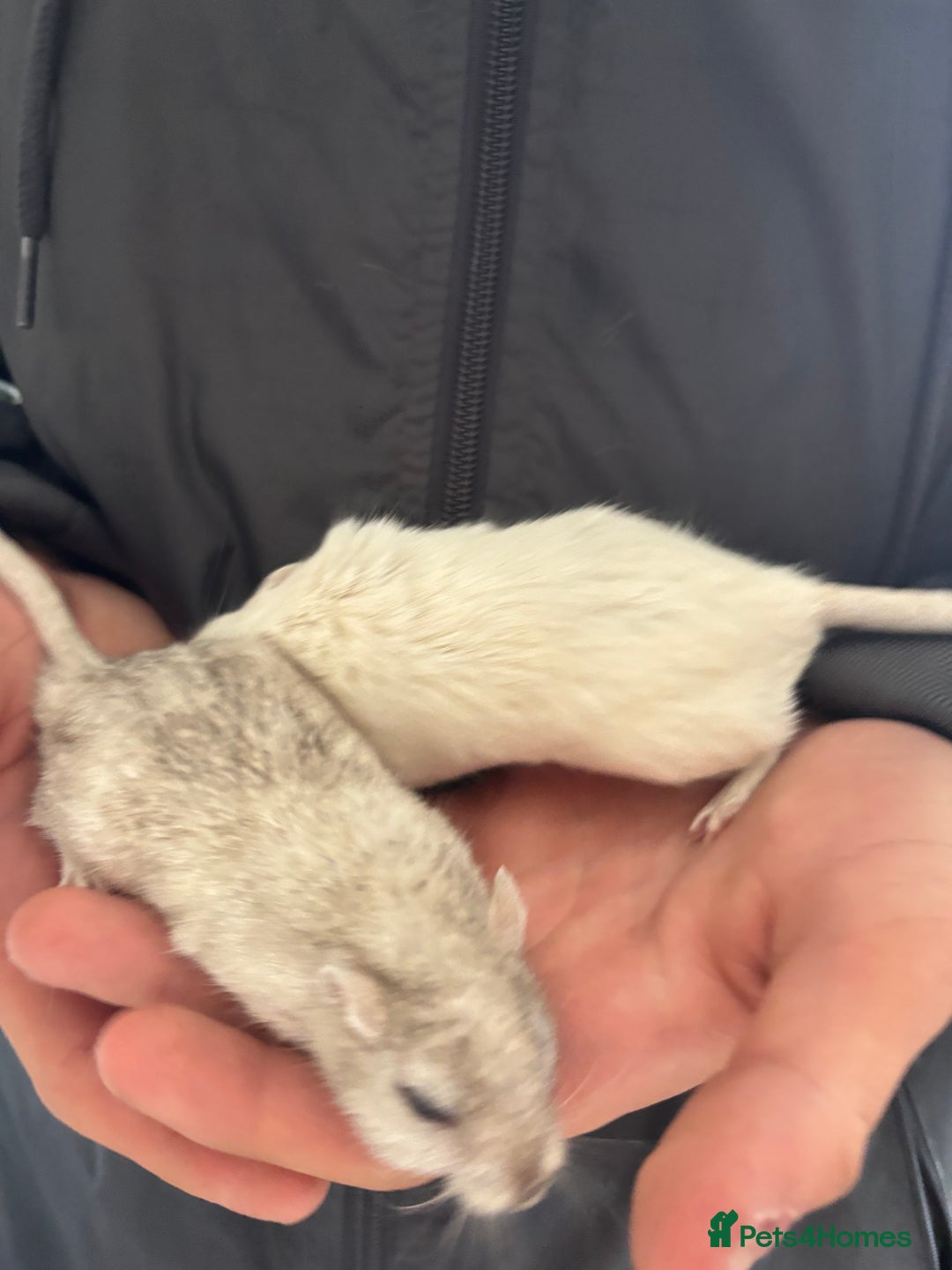 English rabbits for sale: Two handsome gerbils - Image 3