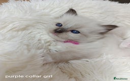 Ragdoll cats for sale: Adorable Ragdoll kittens - Image 1