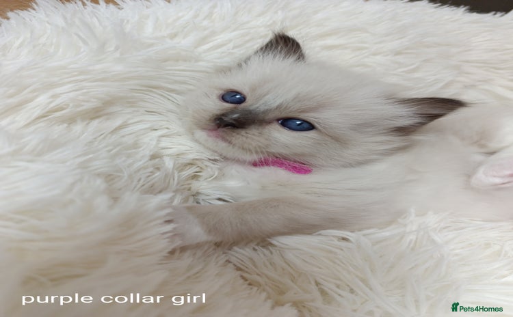 Ragdoll cats - Advert 3