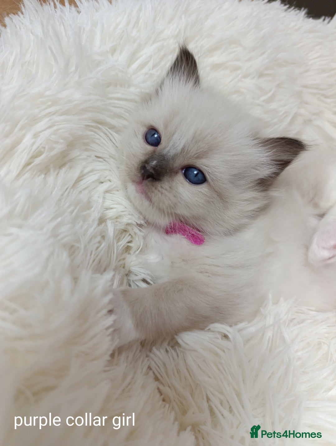 Ragdoll cats for sale: Adorable Ragdoll kittens - Image 1