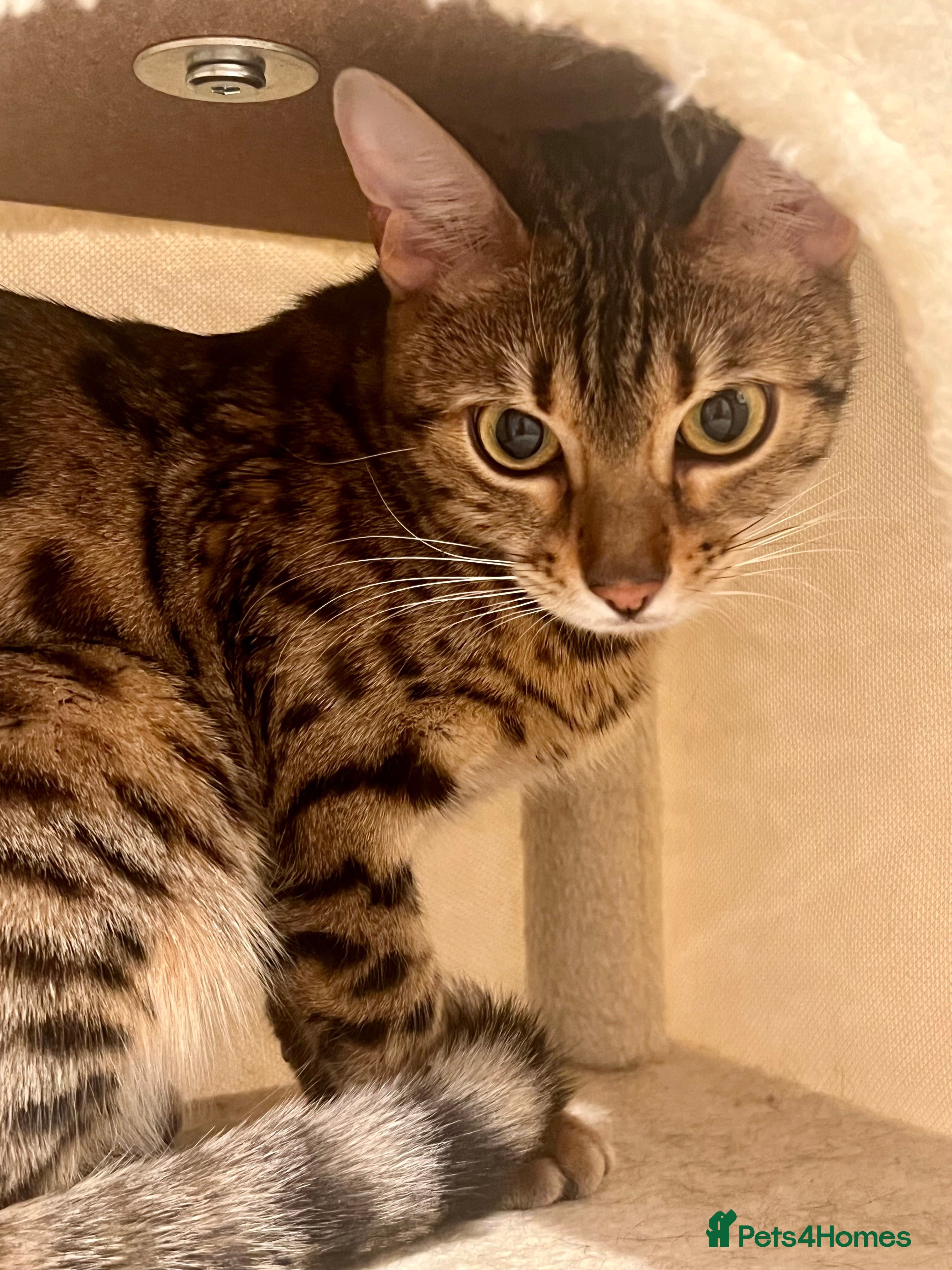 Bengal cats Gorgeous pure bengal girl for sale need gone ASAP - Advert 17