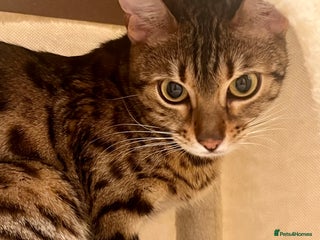 Bengal cats Gorgeous pure bengal girl for sale need gone ASAP - Advert 17