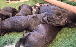 Labrador Retriever dogs for sale: Labrador retriever puppies  - Image 14