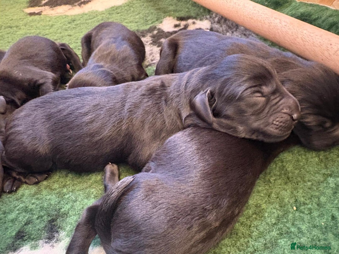 Labrador Retriever dogs for sale: Labrador retriever puppies  - Image 14