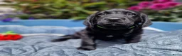 Springador dogs for sale: BEAUTIFUL SPRINGADOR PUPPIES - Advert 10
