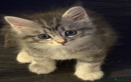 Persian cats for sale: Adorable fluffy Kittens ready for forever home - Image 6
