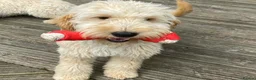 Mini Goldendoodle dogs for sale: F1 miniature Goldendoodle puppies. - Advert 15