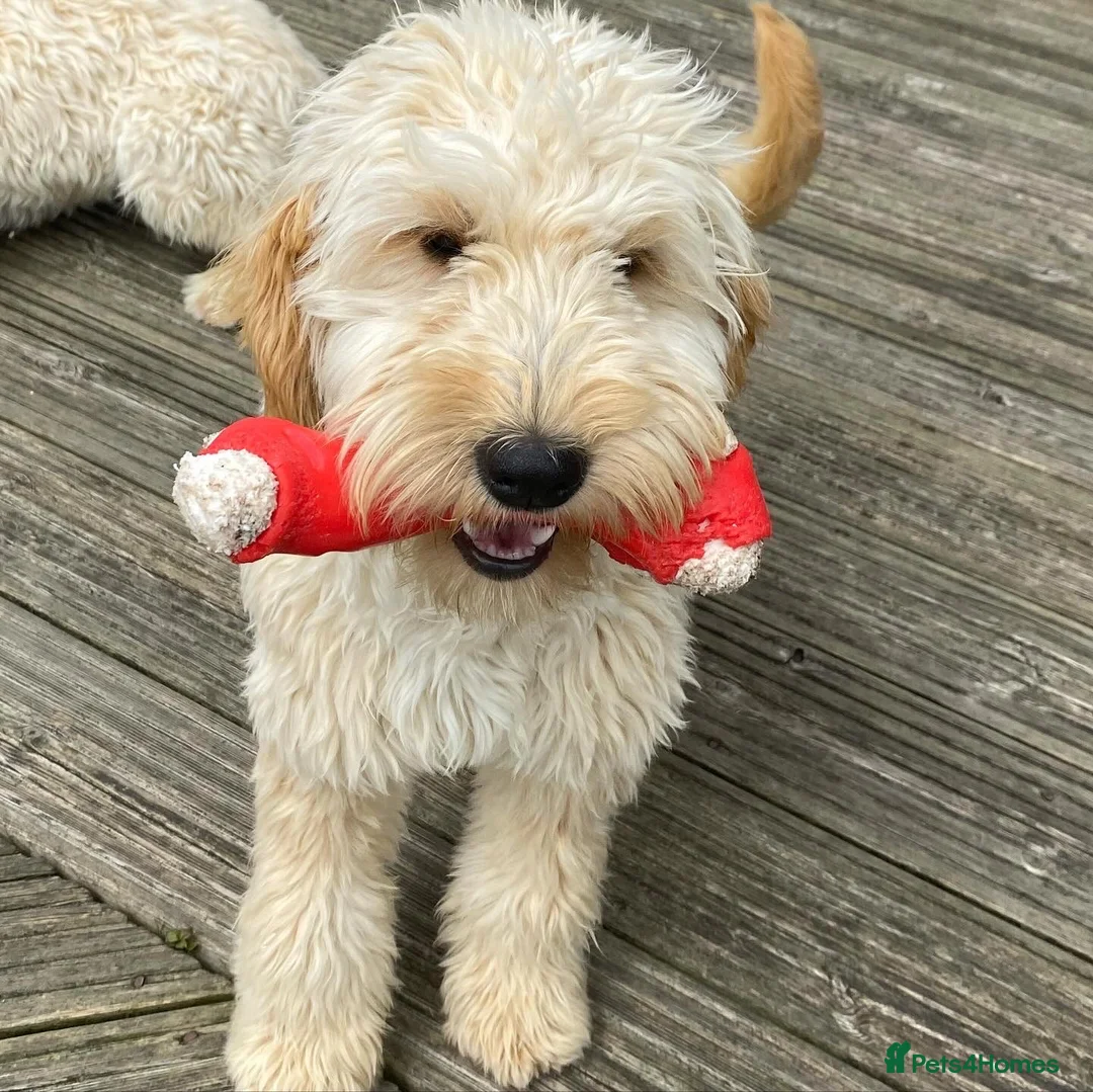 Mini Goldendoodle dogs for sale: F1 miniature Goldendoodle puppies. - Advert 15