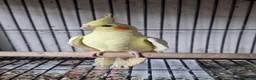 Parrots birds for sale: Birds/Parakeets/Parrots/Amazons  - Advert 27