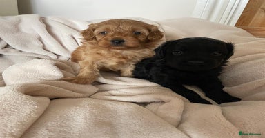 Cavapoo dogs - Advert 1