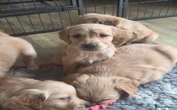 Golden Retriever dogs for sale: 🧡Beautiful Red Working golden retriever puppies🧡 - Image 4