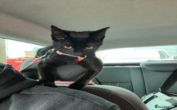 British Shorthair cats for sale: 2 female kittens - Image 5