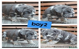 English Bulldog dogs for sale: Outstanding English bulldog puppies  - Image 8