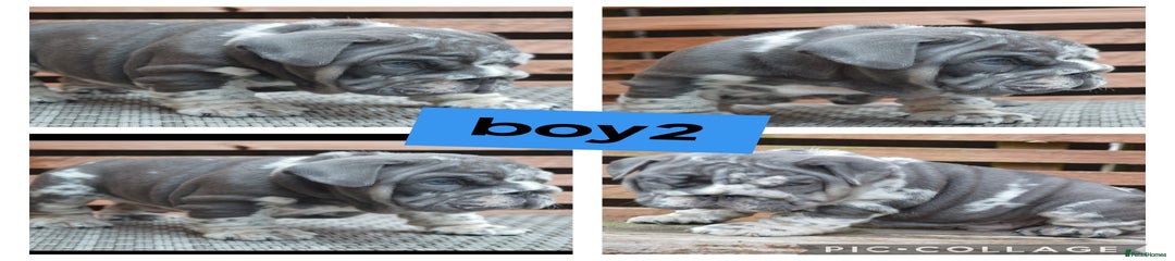 English Bulldog Puppy 2