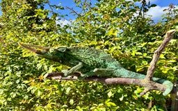 Chameleon reptiles for sale: Yellow crested jackson chameleon  - Image 1