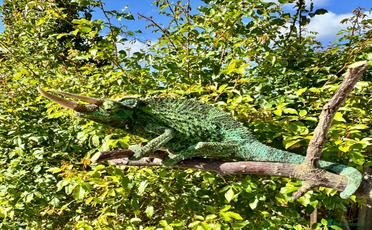 Chameleon reptiles - Advert 1