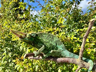 Chameleon reptiles - Advert 9