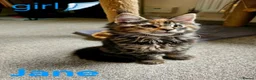 Maine Coon cats for sale: ✨ Meet Our Magnificent Maine Coon Kittens ✨ - Advert 14