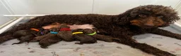 Double Doodle dogs for sale: Rare Australian Double Doodles in Brough - Advert 30