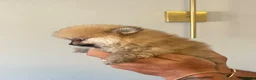 Pomeranian dogs for sale: Cheap boy Pomeranians - Advert 9