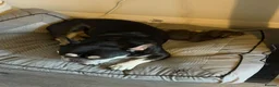 French Bulldog dogs for sale: 8 Beautiful French Bulldog Pups – 5 Girls & 3 Boys in Huddersfield - Advert 11