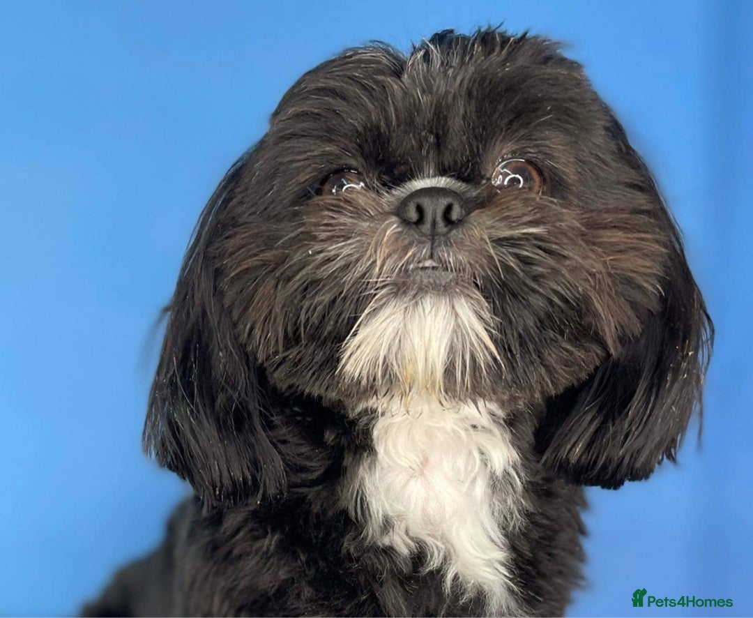 Shih Tzu dogs for stud: Kc reg shih tzu full DNA health tested in Chester-le-Street - Image 4