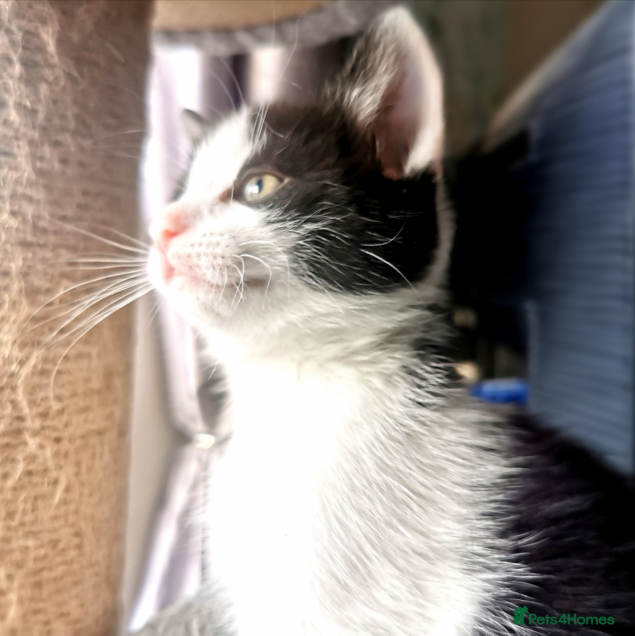 Mixed Breed cats for sale: Gorgeous, sweet natured & very playful kittens in London - Advert 22