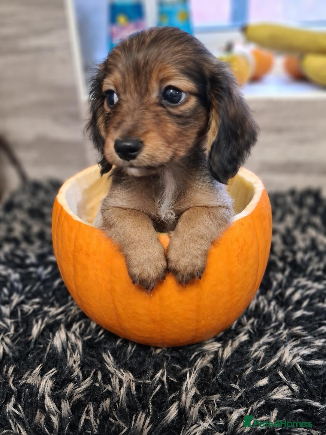 Miniature Dachshund dogs Kenachin teeny long-haired dachshunds  - Advert 19