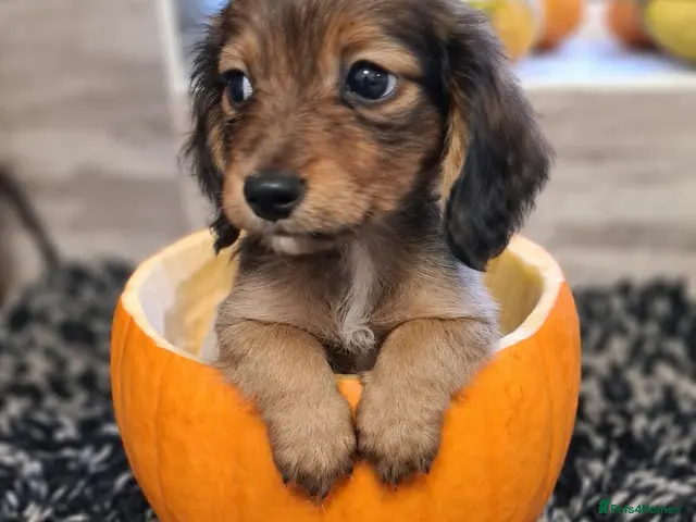 Miniature Dachshund dogs for sale: Kenachin teeny long-haired dachshunds - Advert 1