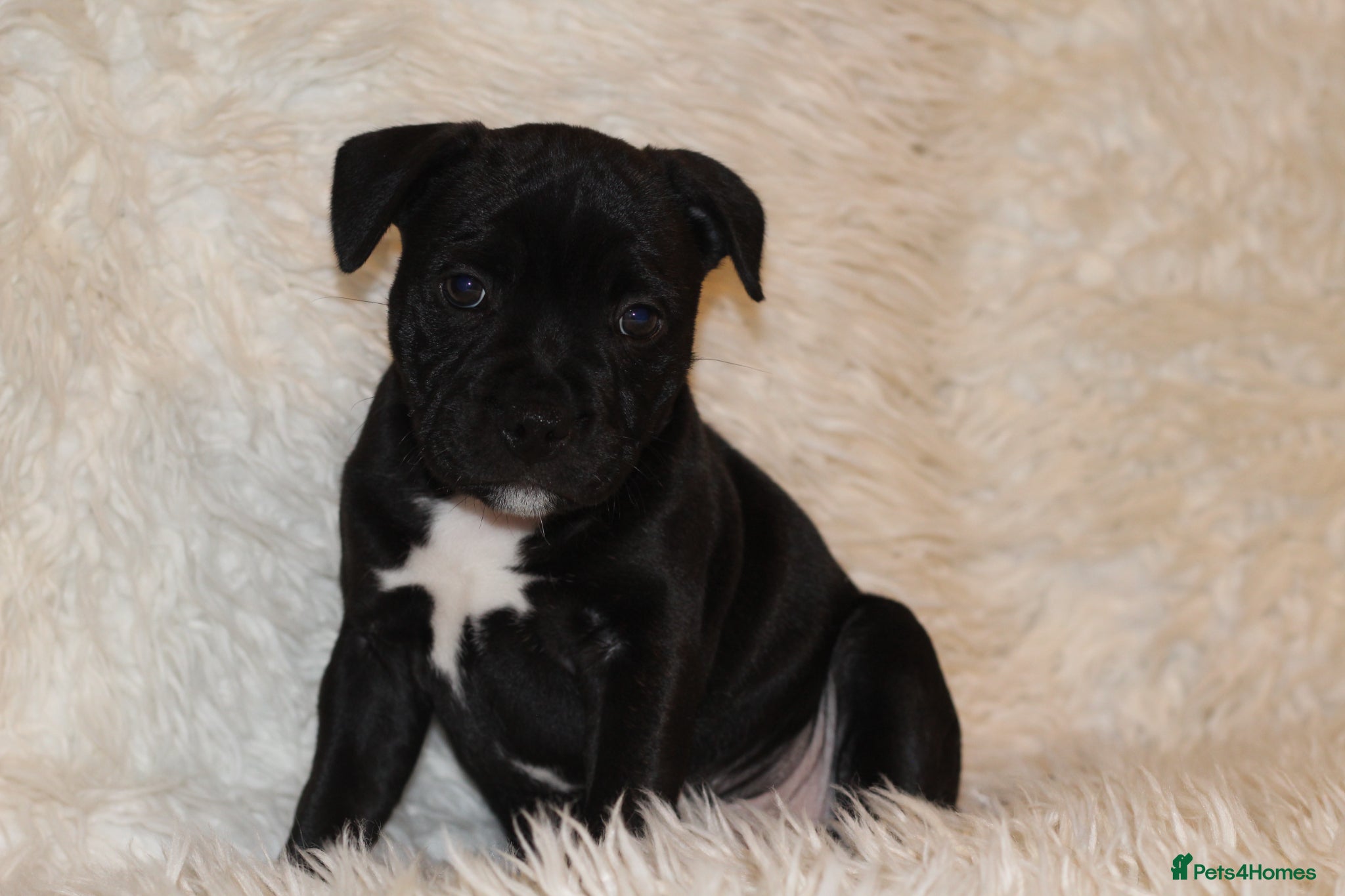 Staffordshire Bull Terrier dogs Extensively Health Tested KC S.B.T - Advert 6