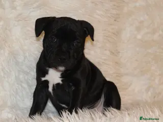 Staffordshire Bull Terrier dogs Extensively Health Tested KC S.B.T - Advert 6